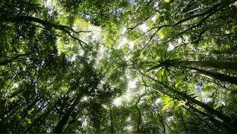 World Environment Day: Data shows the world has lost a Switzerland-size area of primary rainforest in 2019