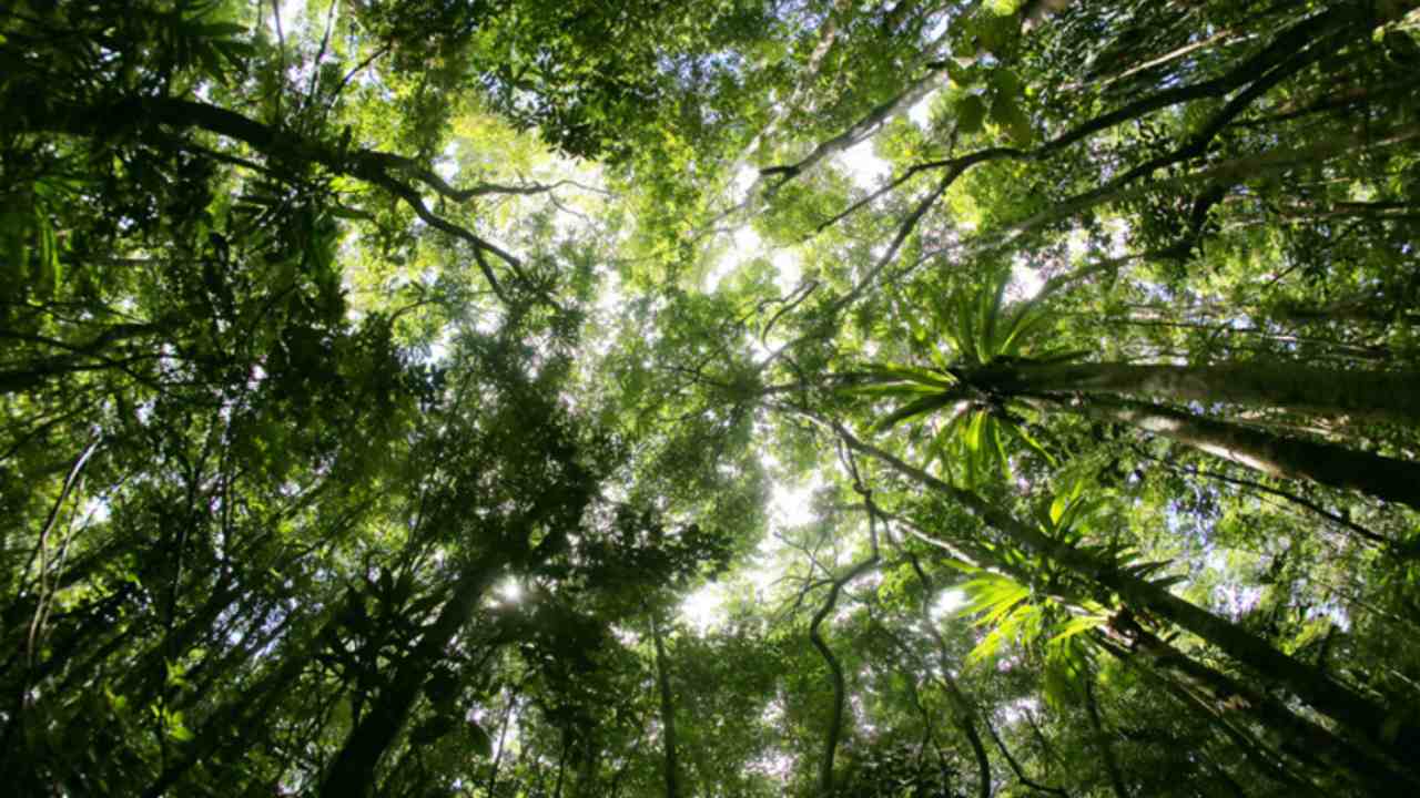 Forests, land ecosystems may go from being CO2 'sinks' to the 'source' by 2050 Forests, land ecosystems may go from being CO2 'sinks' to the 'source' by 2050