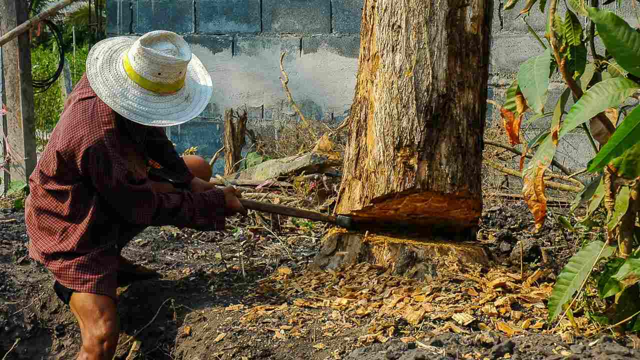 World Environment Day 2020: Tribal people are deeply affected with COVID-19 as forest produce worth Rs 1.2 Trillion could go to waste World Environment Day 2020: Tribal people are deeply affected with COVID-19 as forest produce worth Rs 1.2 Trillion could go to waste