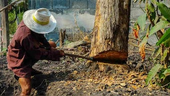 World Environment Day 2020: Tribal people are deeply affected with COVID-19 as forest produce worth Rs 1.2 Trillion could go to waste