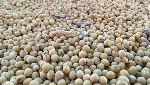 Improved brain function, reduced risk of sleep disorders among health benefits of adding soy foods to your diet Improved brain function, reduced risk of sleep disorders among health benefits of adding soy foods to your diet