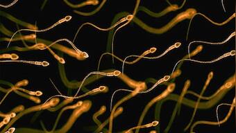 Scientists discover new way to isolate high-quality quality sperm to help improve IVF success rate