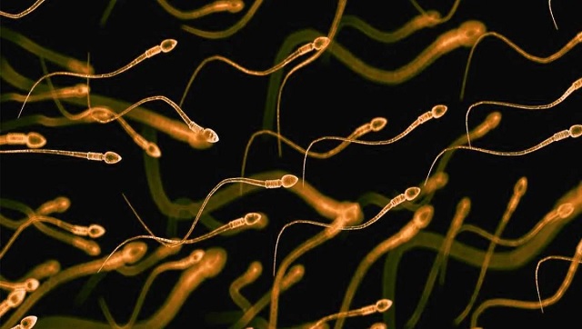 Scientists discover new way to isolate high-quality quality sperm to help improve IVF success rate Scientists discover new way to isolate high-quality quality sperm to help improve IVF success rate