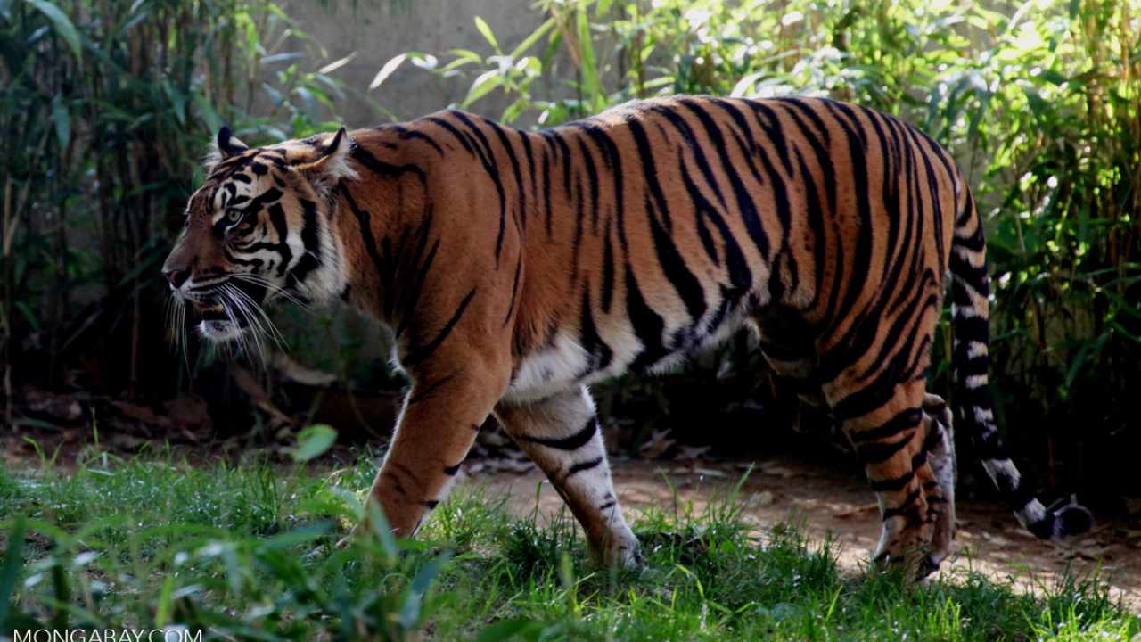 A Sumatran tiger (Panthera tigris sumatrae). Photo by Rhett A. Butler/Mongabay.