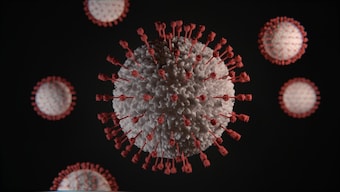 COVID-19 immunity: Common element found in all SARS-CoV-2 human antibodies that neutralises the virus