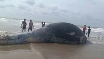36-feet-long whale carcass washes up on Mandarmani beach in West Bengal's East Midnapore district