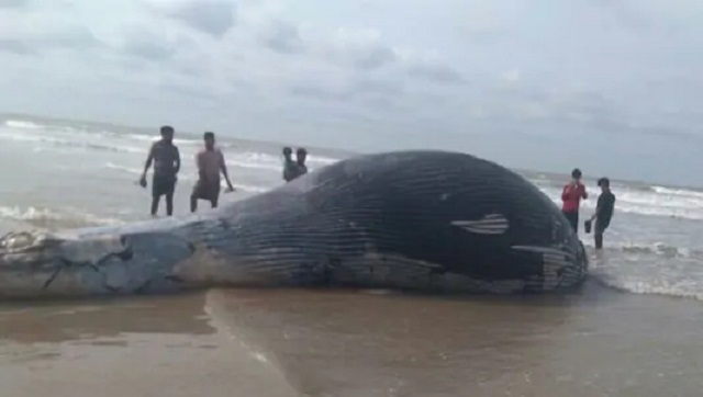36-feet-long whale carcass washes up on Mandarmani beach in West Bengal's East Midnapore district 36-feet-long whale carcass washes up on Mandarmani beach in West Bengal's East Midnapore district