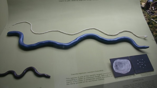 Scientists discover snake-like venom producing dental glands in some of Brazil's amphibian species