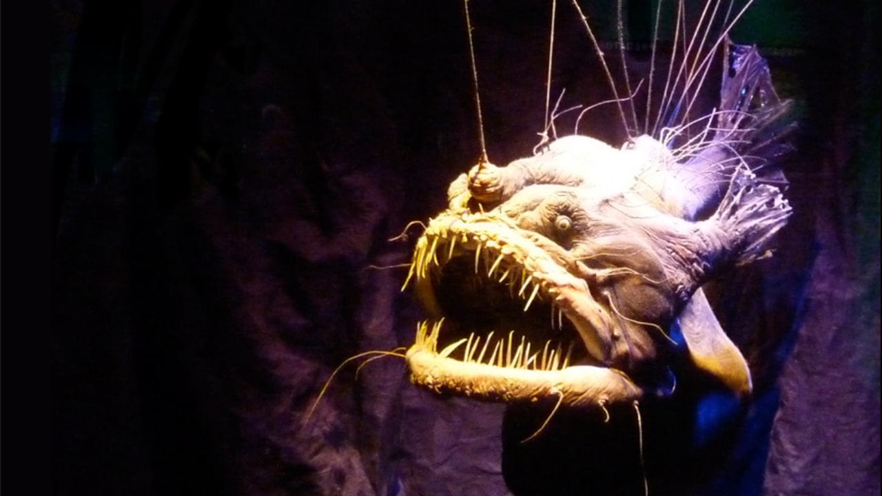  Male deep-sea anglerfish attach themselves to the females during sexual reproduction