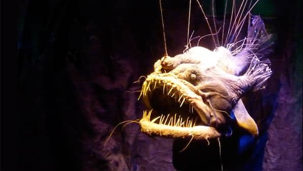 Male deep-sea anglerfish attach themselves to the females during sexual reproduction