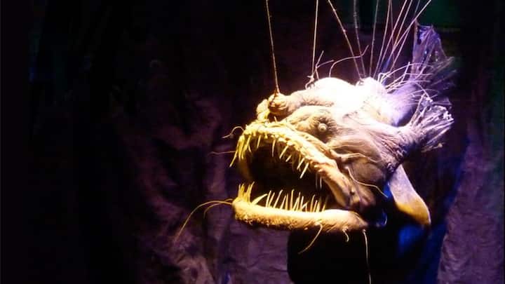 Male deep-sea anglerfish attach themselves to the females during sexual reproduction