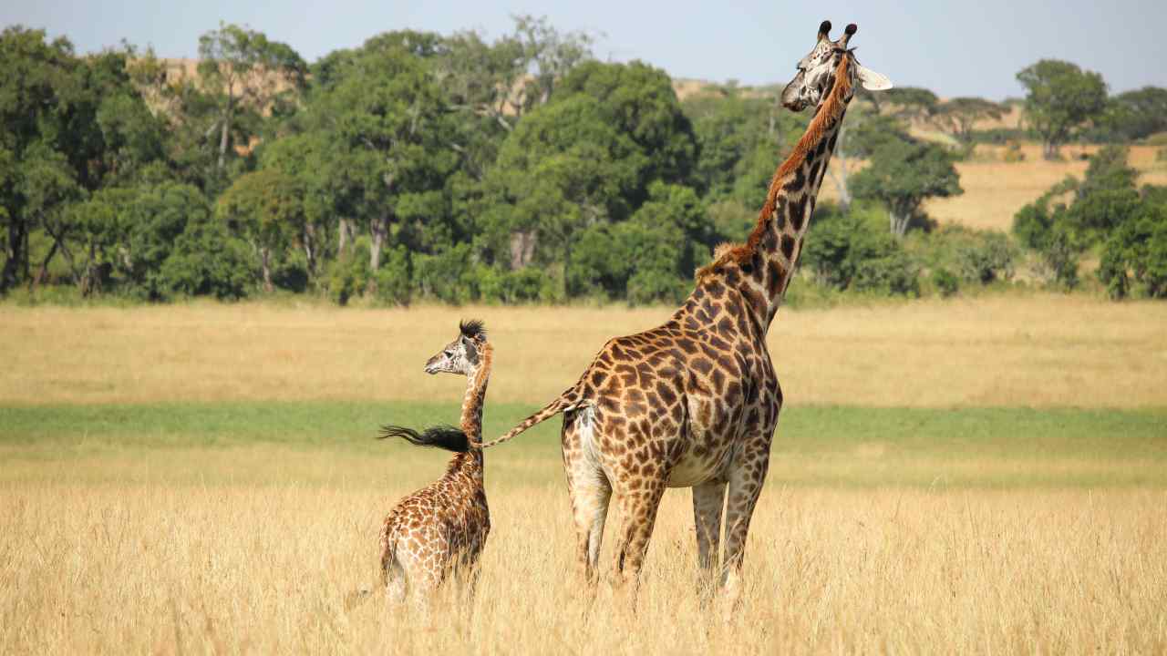 A giraffe and her calf at the Masai Mara Game Reserve, Kenya. Image: Unsplash/Lisa H