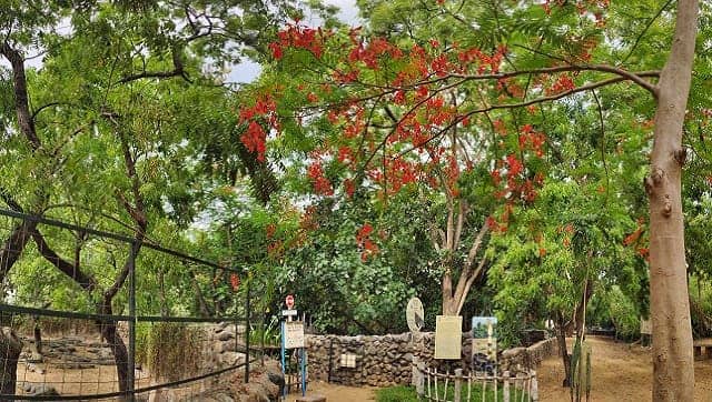 A gulmohur in bloom at the Madras Crocodile Bank. Photo by Ganeshwar Ch