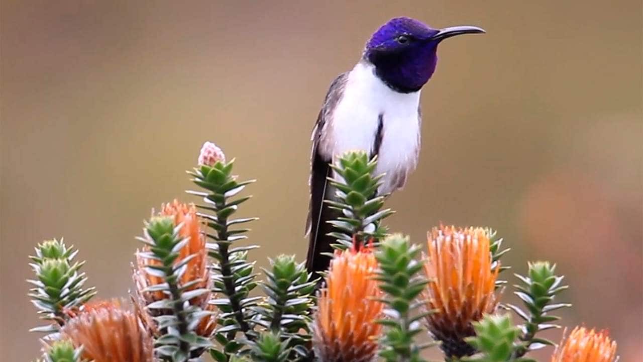 This 2019 photo provided by researcher Fernanda G. Duque shows a male Hillstar hummingbird singing a high frequency song perched on a Chuquiraga jussieui flower in Ecuador. A study released on Friday, July 17, 2020 finds that the species of hummingbirds can sing and hear frequencies beyond the range of other birds. The unusually high-pitched songs may help the birds woo above background noises in their windy, mountain environment. (Fernanda G. Duque/Georgia State University via AP)
