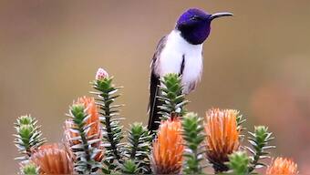 Ecuadorian hummingbirds can sing and hear in ultrasonic pitches finds news study