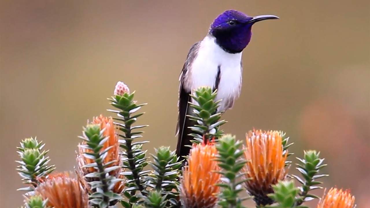 Ecuadorian hummingbirds can sing and hear in ultrasonic pitches finds news study Ecuadorian hummingbirds can sing and hear in ultrasonic pitches finds news study
