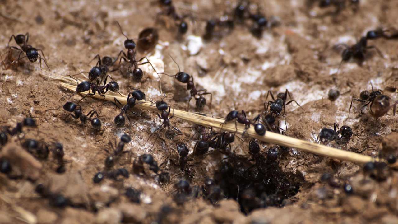 Ant colony working a twig on a guided trail walk at Bouverie Preserve, Sonoma. Image credit: Ingrid Taylar/Flickr