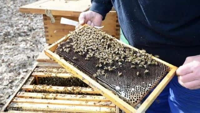 A beekeeper showing a honeycomb. Image via The Third Pole/ © Greenpeace / Georg Mayer
