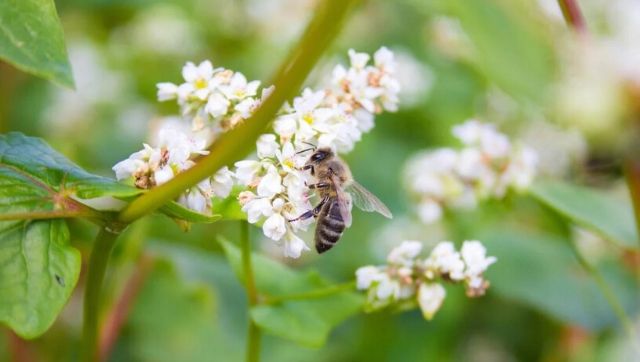 World Bee Day 2022: Theme, history and significance of this special day World Bee Day 2022: Theme, history and significance of this special day