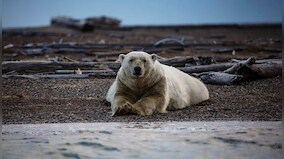 Unabated global warming is driving polar bears toward extinction, say researchers