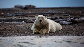 Unabated global warming is driving polar bears toward extinction, say researchers