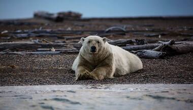 Unabated global warming is driving polar bears toward extinction, say researchers