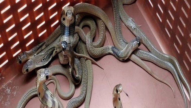 Nag Panchami 2020: Day to be marked on 25 July; its rituals, history and significance Nag Panchami 2020: Day to be marked on 25 July; its rituals, history and significance