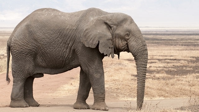 Mass elephant deaths in Botswana's Okavango Delta region baffle scientists; no sign of poaching Mass elephant deaths in Botswana's Okavango Delta region baffle scientists; no sign of poaching