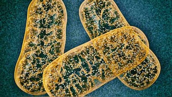 Scientists discover that 'competition' between mitochondrial DNA in a cell decides which variant prevails