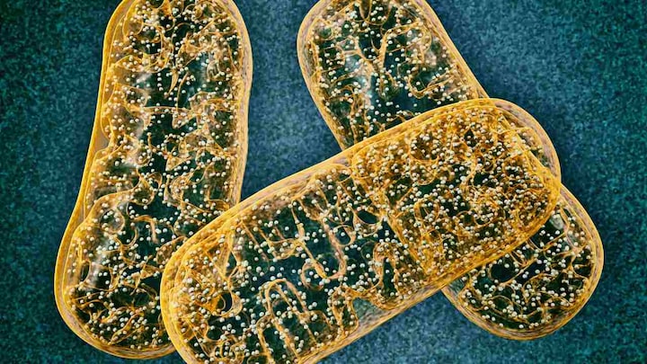 Scientists discover that 'competition' between mitochondrial DNA in a cell decides which variant prevails