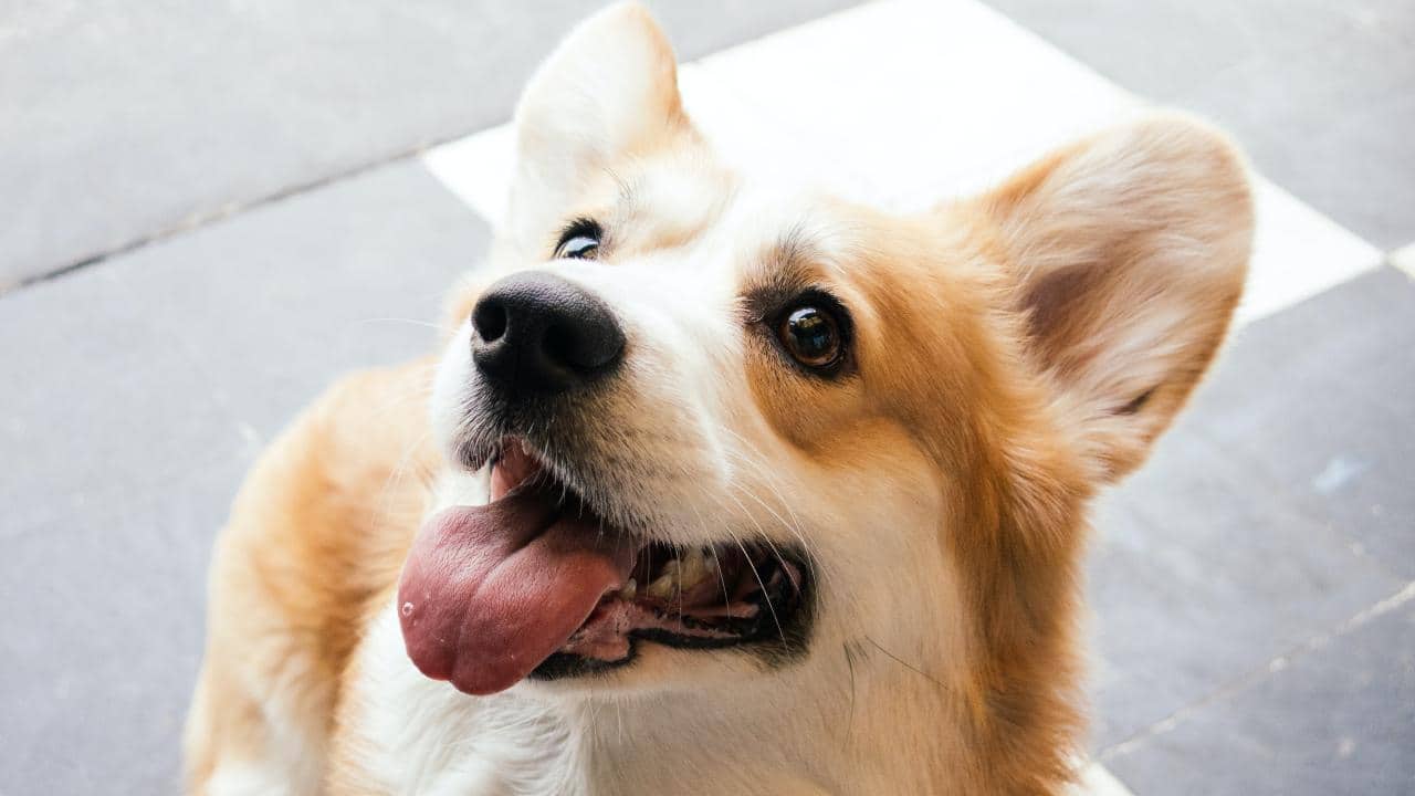 Pollen, grass and pet hair are some of the most commonly reported allergens irritants reported. Image: Florencia Potter/Unsplash