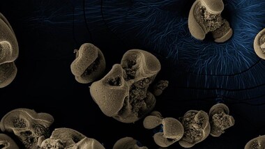 Bacteria that eats metal, processes carbon accidentally discovered on dirty lab equipment