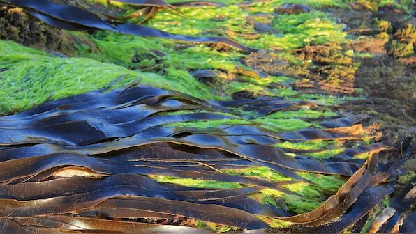 Genes of bull kelp algae help researchers trace history of earthquakes in New Zealand