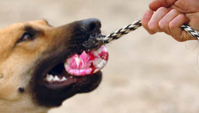 German study finds dogs can sniff out COVID-19 patients with infectious microbe, claims 94% success rate German study finds dogs can sniff out COVID-19 patients with infectious microbe, claims 94% success rate