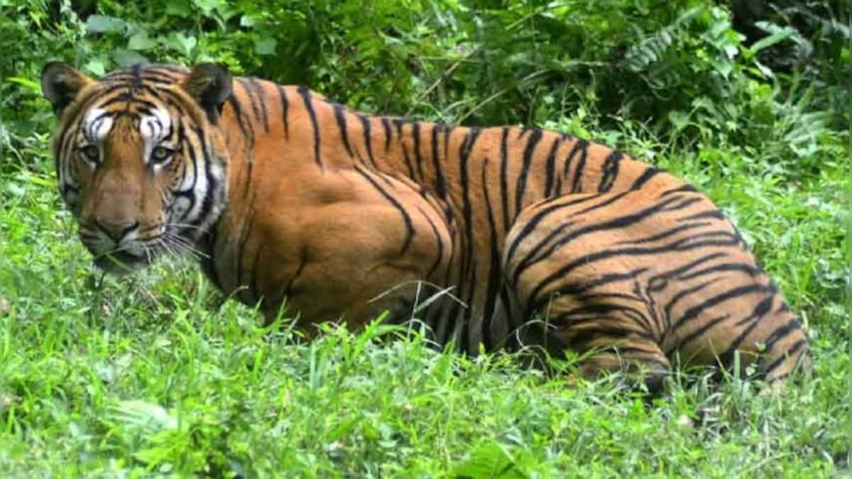 India accounts for 70% of world's tigers, says Prakash Javadekar, releases new status report on wild cats