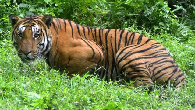 India accounts for 70% of world's tigers, says Prakash Javadekar, releases new status report on wild cats India accounts for 70% of world's tigers, says Prakash Javadekar, releases new status report on wild cats