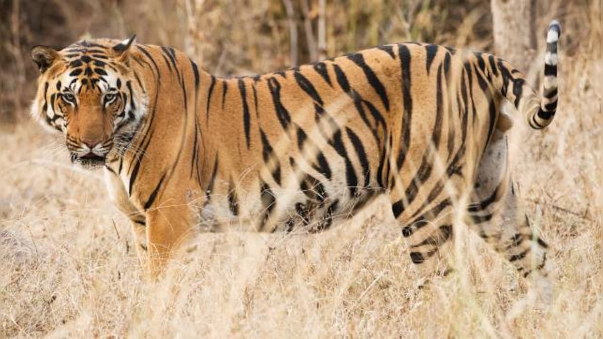 Corbett has most tigers in India; none left in Dampa, Buxa and Palamu reserves, says report