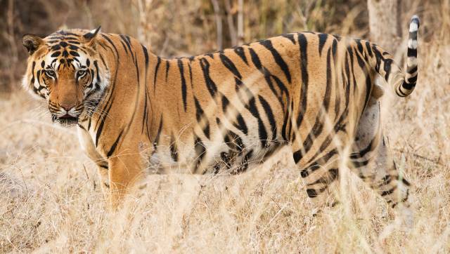 Corbett has most tigers in India; none left in Dampa, Buxa and Palamu reserves, says report Corbett has most tigers in India; none left in Dampa, Buxa and Palamu reserves, says report