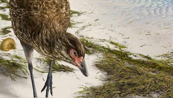 'Wonderchicken' fossil shows link between dinosaurs in their day and modern day birds