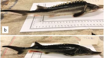 Researchers 'accidentally' create sturddlefish — a hybrid of the sturgeon and paddlefish