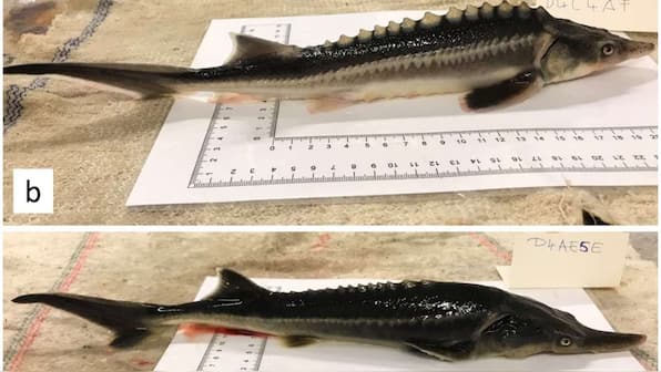 Researchers 'accidentally' create sturddlefish — a hybrid of the sturgeon and paddlefish