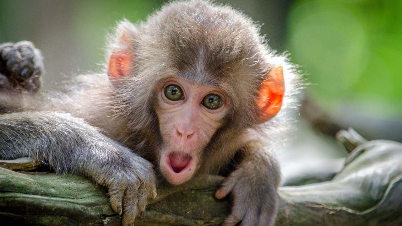Cute Monkey Face, Monkey Meme, HD wallpaper