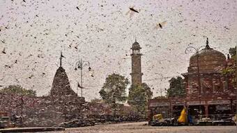 Locust attack: NGT dismisses plea seeking implementation of Centre's contingency plan