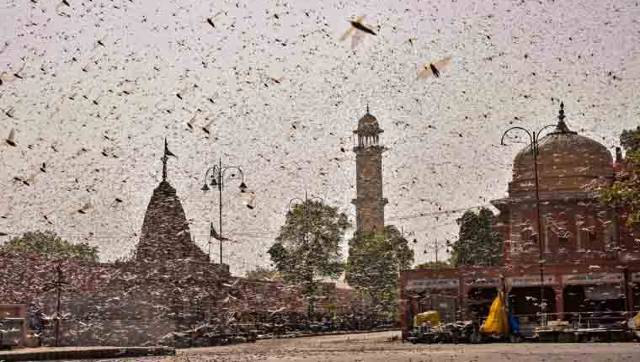 Locust attack: NGT dismisses plea seeking implementation of Centre's contingency plan Locust attack: NGT dismisses plea seeking implementation of Centre's contingency plan