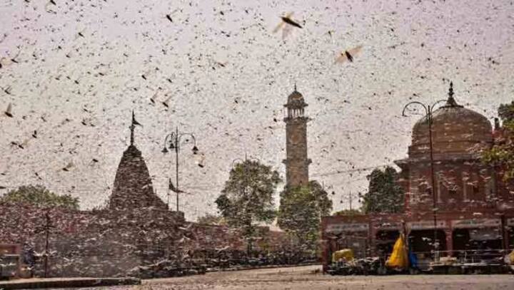 Locust attack: NGT dismisses plea seeking implementation of Centre's contingency plan