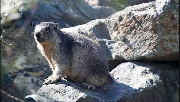 Bubonic plague alert sounded in China's Bayannur after emergence of suspected case in city