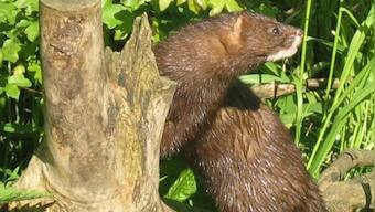 Spain orders culling of almost one lakh minks after many test positive for coronavirus