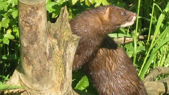 Spain orders culling of almost one lakh minks after many test positive for coronavirus