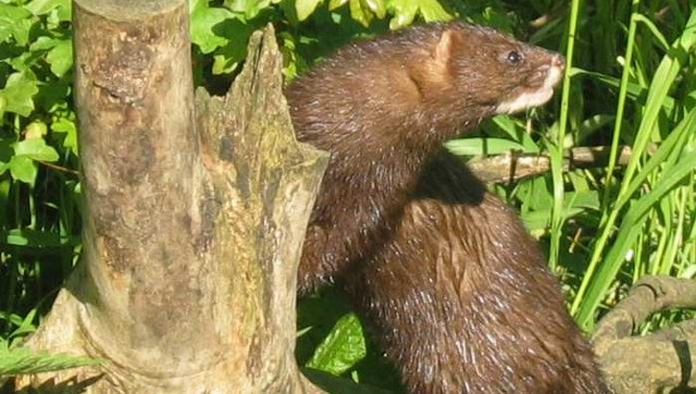 Spain orders culling of almost one lakh minks after many test positive for coronavirus Spain orders culling of almost one lakh minks after many test positive for coronavirus