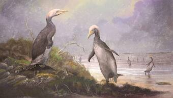 New Zealand's monster penguins had doppelgangers in Japan, the USA and Canada
